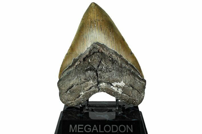 Serrated, Fossil Megalodon Tooth - North Carolina #319920